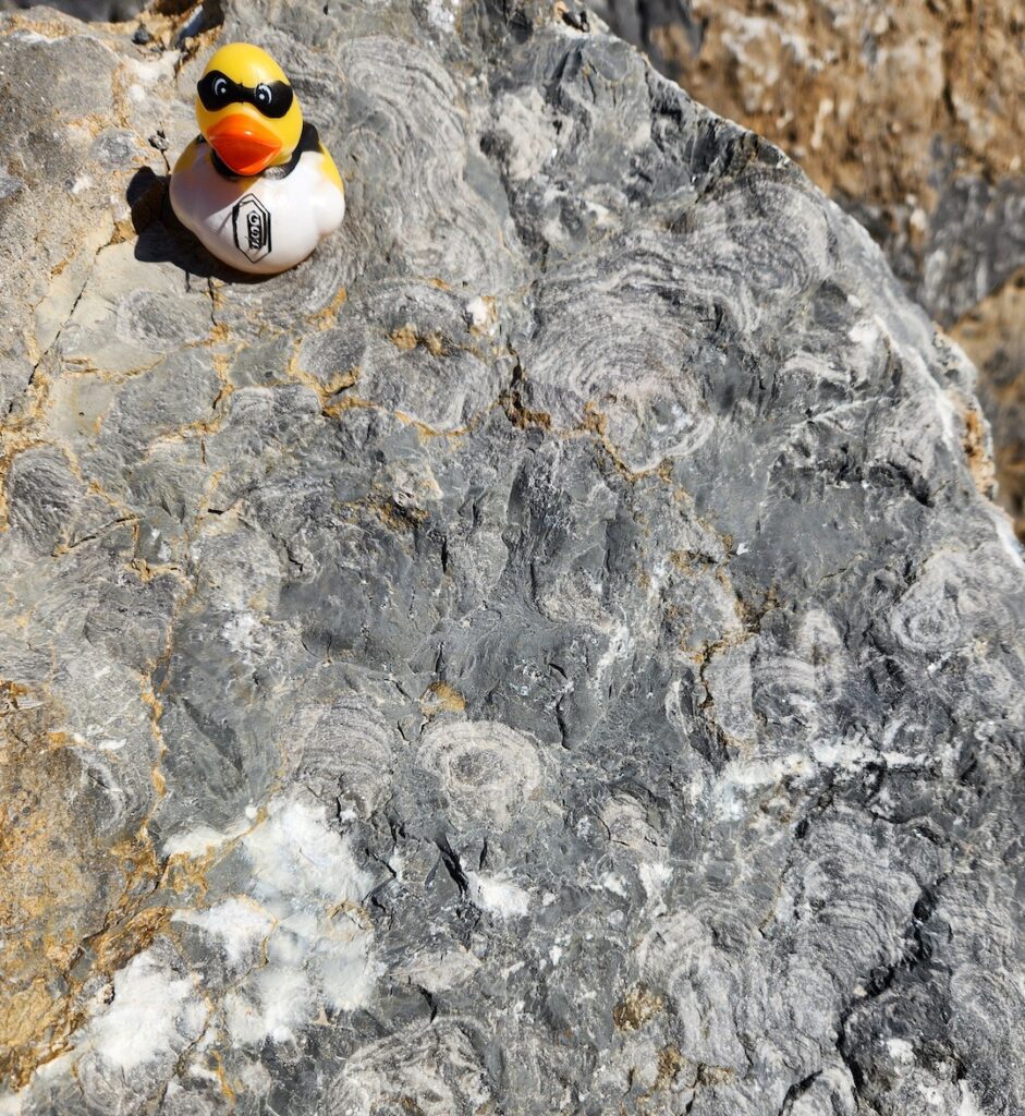 Early Devonian reef with coral and sponge fossils, Mifflinburg PA (image 2, from Jeff T)